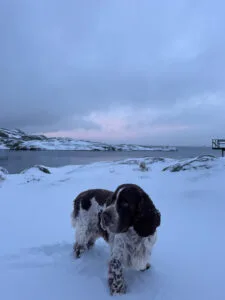 springer spaniel, snö, knippla, röddeviga