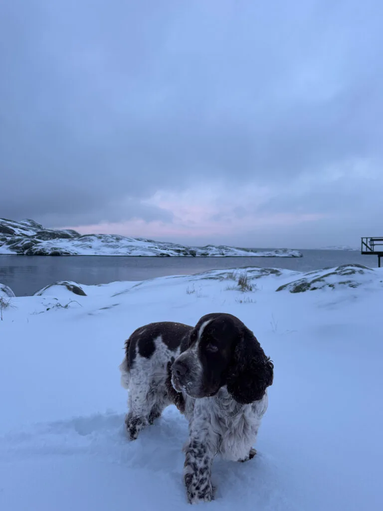 springer spaniel i snö, röddeviga, knippla
