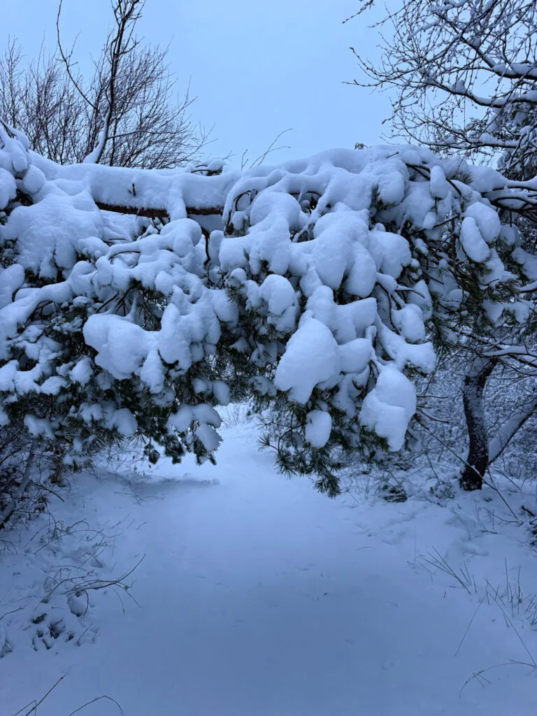 snötyngd tallgren, knippla, slingan,