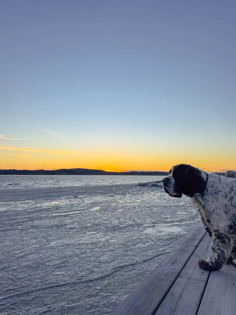 Det vackra värmer en kylig morgon, knippla badplats, soluppgång, springer spaniel, is