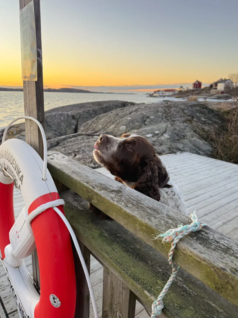 springer spaniel, knippla grillplat, soluppgång, is