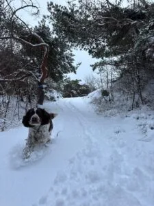 springerspaniel i snö, slingan Knippla