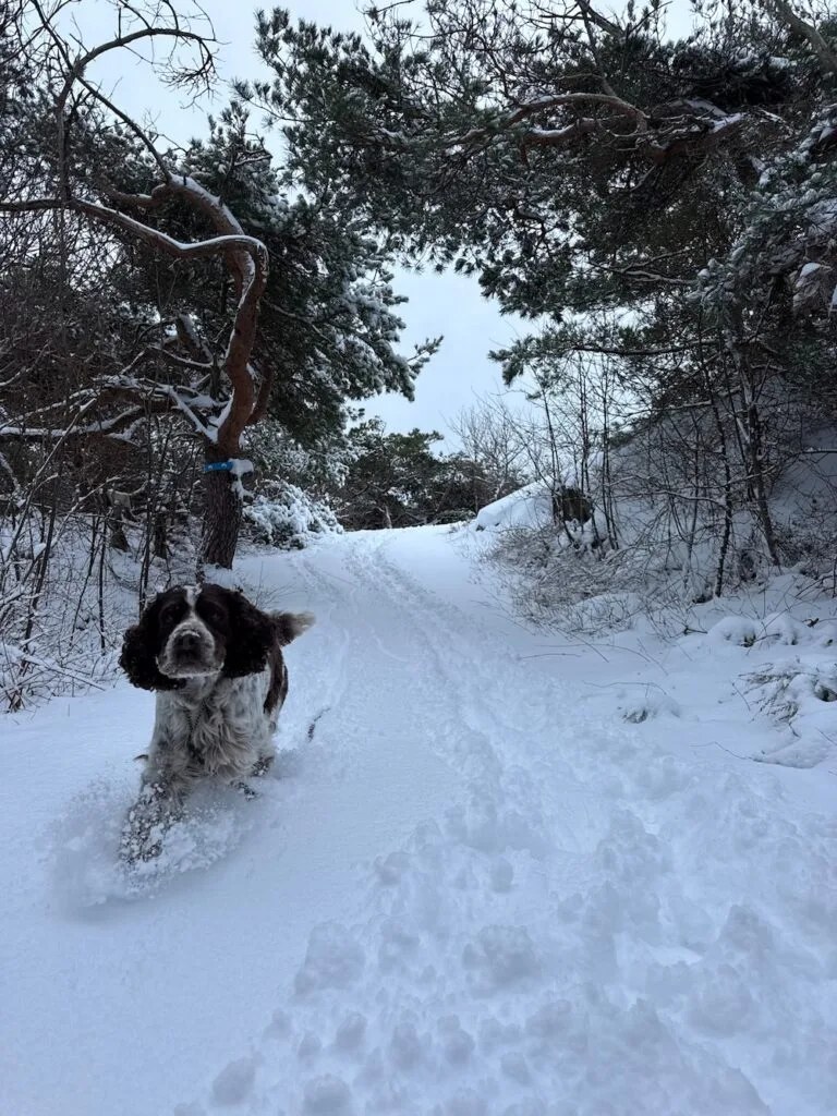 snö, slingan knippla, springer spaniel