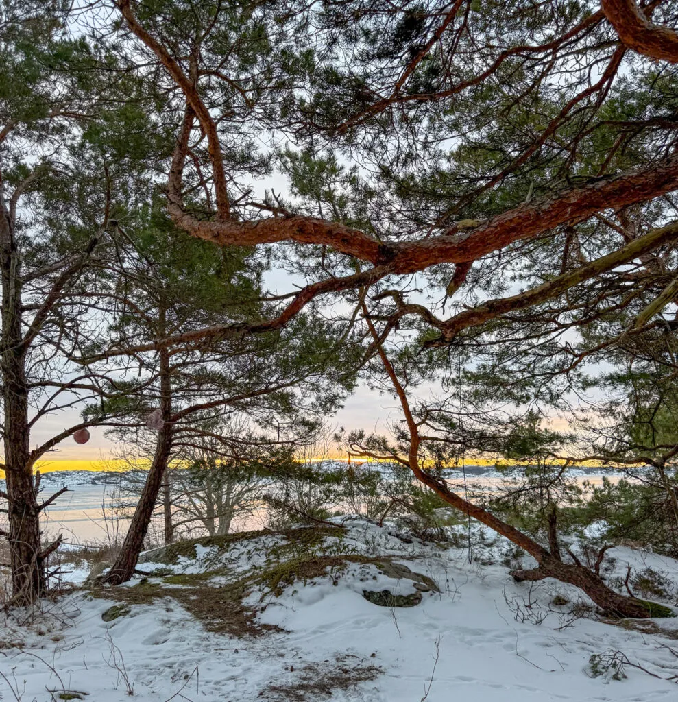 soluppgång, kallaste natten i hängmattan hittills, knippla, snö, tallar