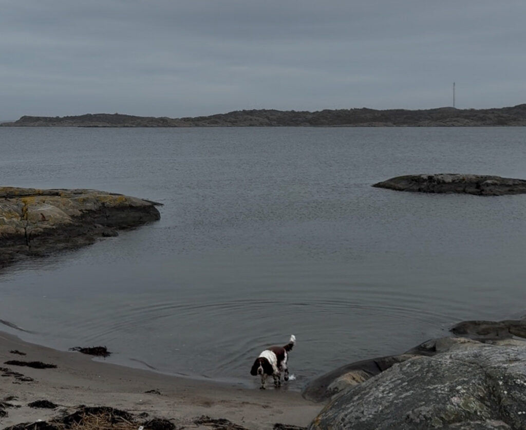 en ovanligt vanlig dag, knippla, springer spaniel, bada
