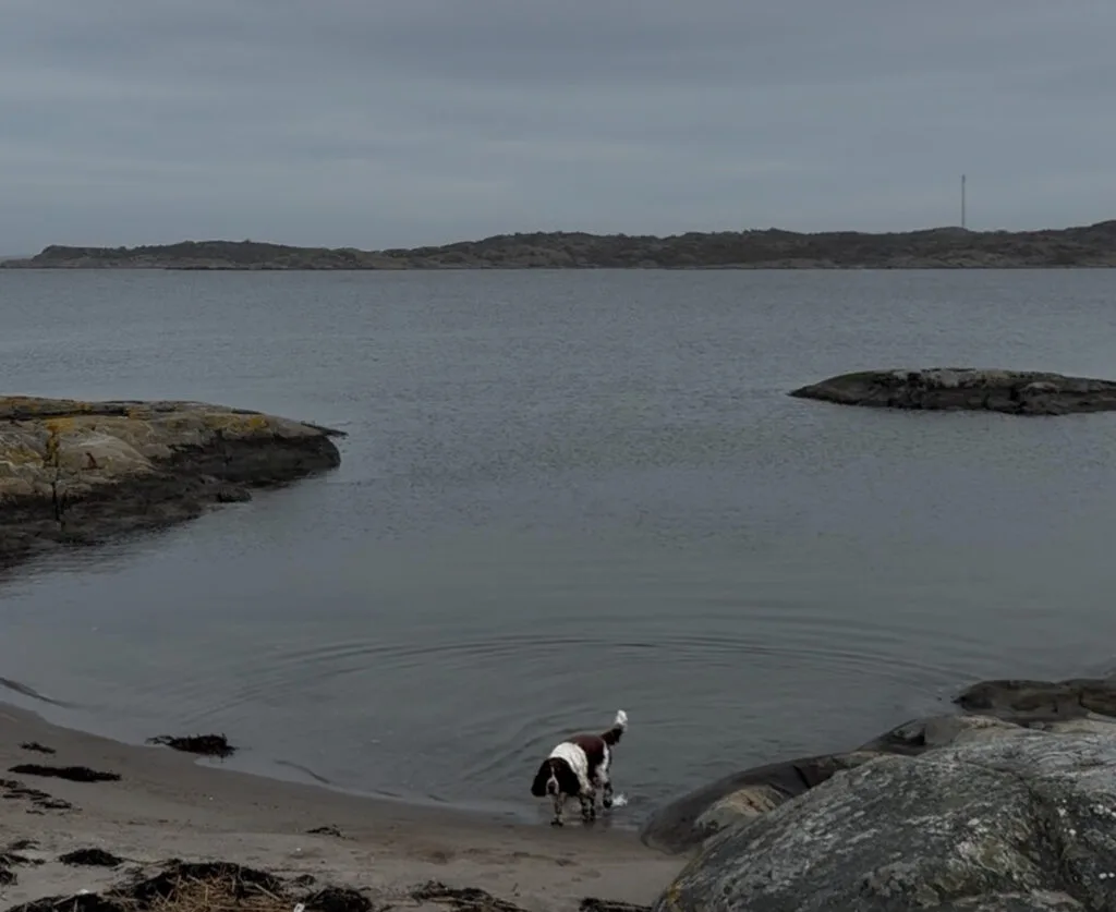 en ovanligt vanlig dag, knippla, springer spaniel, bada