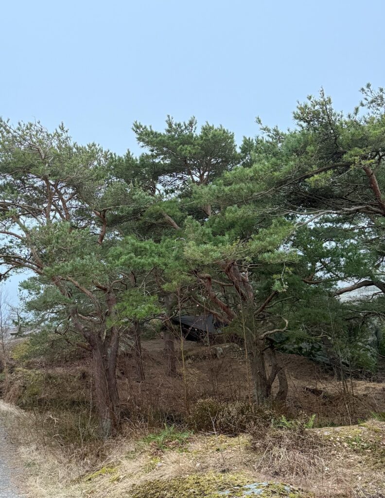 en ny äventyrsnatt i hängmattan, tallar, knippla