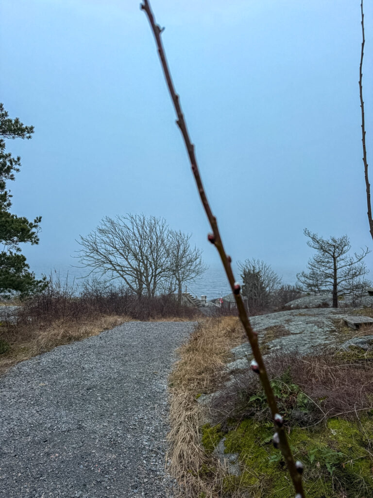 videkvist, knoppning, knippla vår 